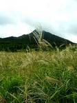 ススキと烏ヶ山.jpg