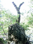岩と老木.jpg
