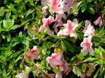 DSCF0575ss.jpg