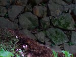 DSCF0596ss.jpg