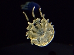 DSCF1160ss.jpg