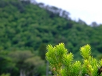 DSCF1246ss大山伽羅木.jpg