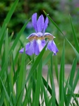 DSCF1255ss.jpg