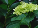 紫陽花