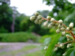 DSCF1333ss.jpg