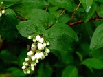 DSCF1363ss.jpg