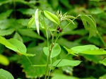 DSCF1374ss.jpg