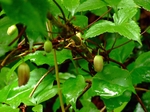 DSCF1396ss.jpg