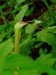 蝮草