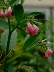 DSCF1406ss.jpg