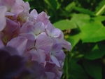 DSCF1566sss.jpg