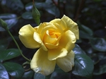 DSCF1668ss.jpg