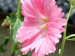 DSCF1875sss.jpg