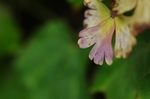 IMGP2585sss.jpg