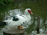 円山公園の鳥